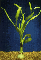 Onion (Crinum) Plant - Large - 6